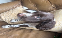Sprocker dogs for sale: 8 glorious sprocker pups  - Image 35