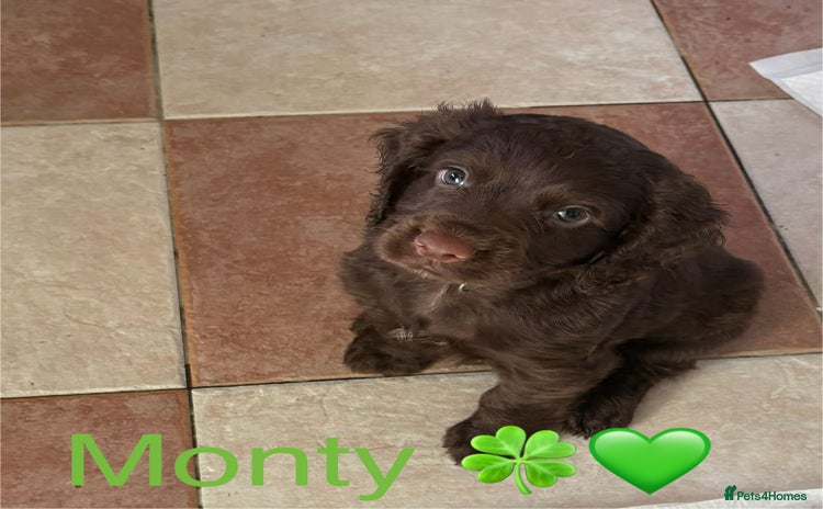 Cocker Spaniel dogs - Advert 1