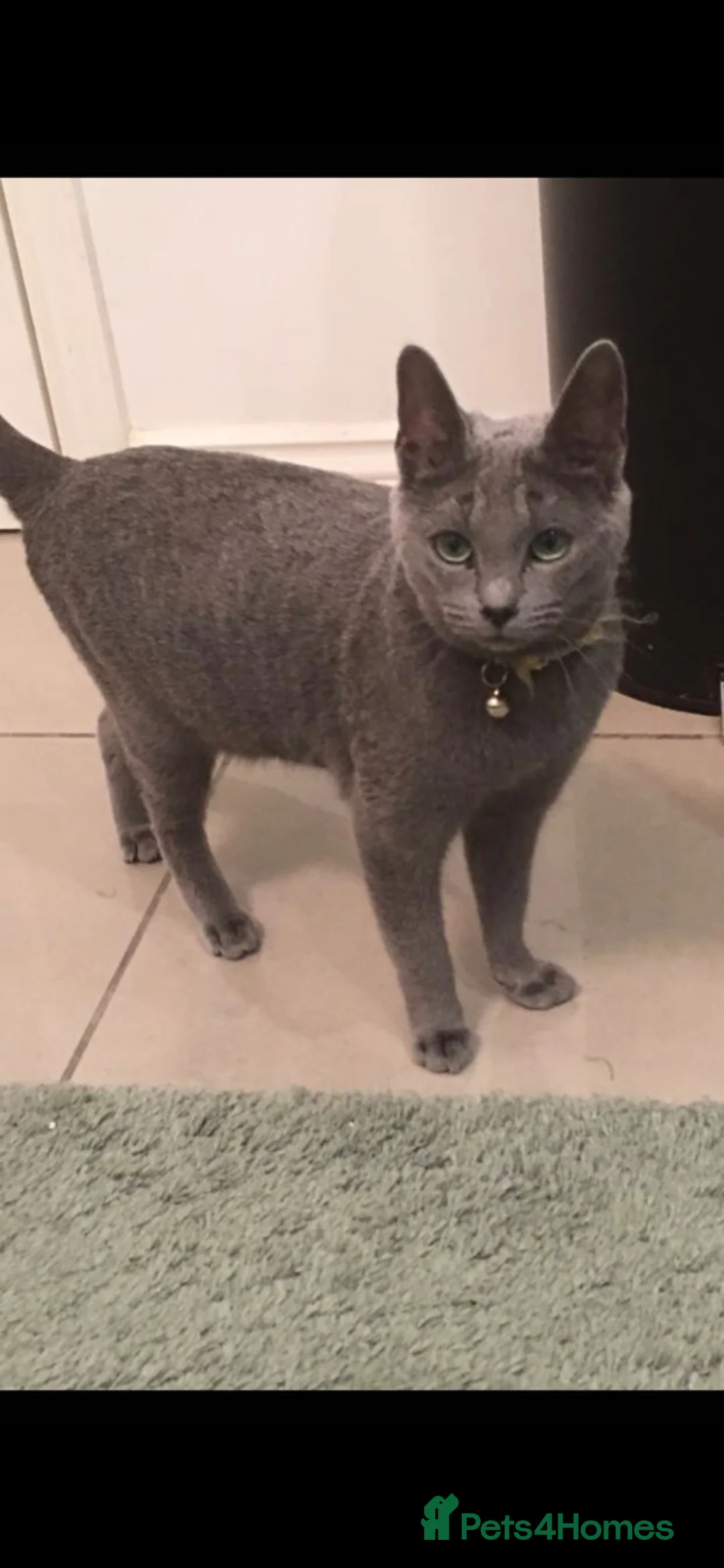 Russian Blue cats for sale: Full pedigree R/B girl  - Advert 3