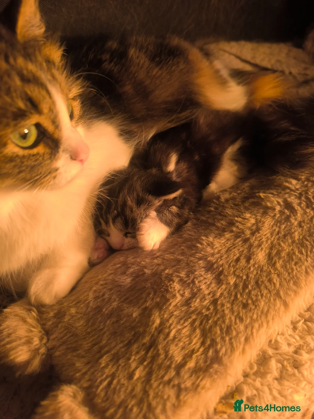 Mixed Breed cats for sale: Beautiful fluff ball kitten  - Advert 3