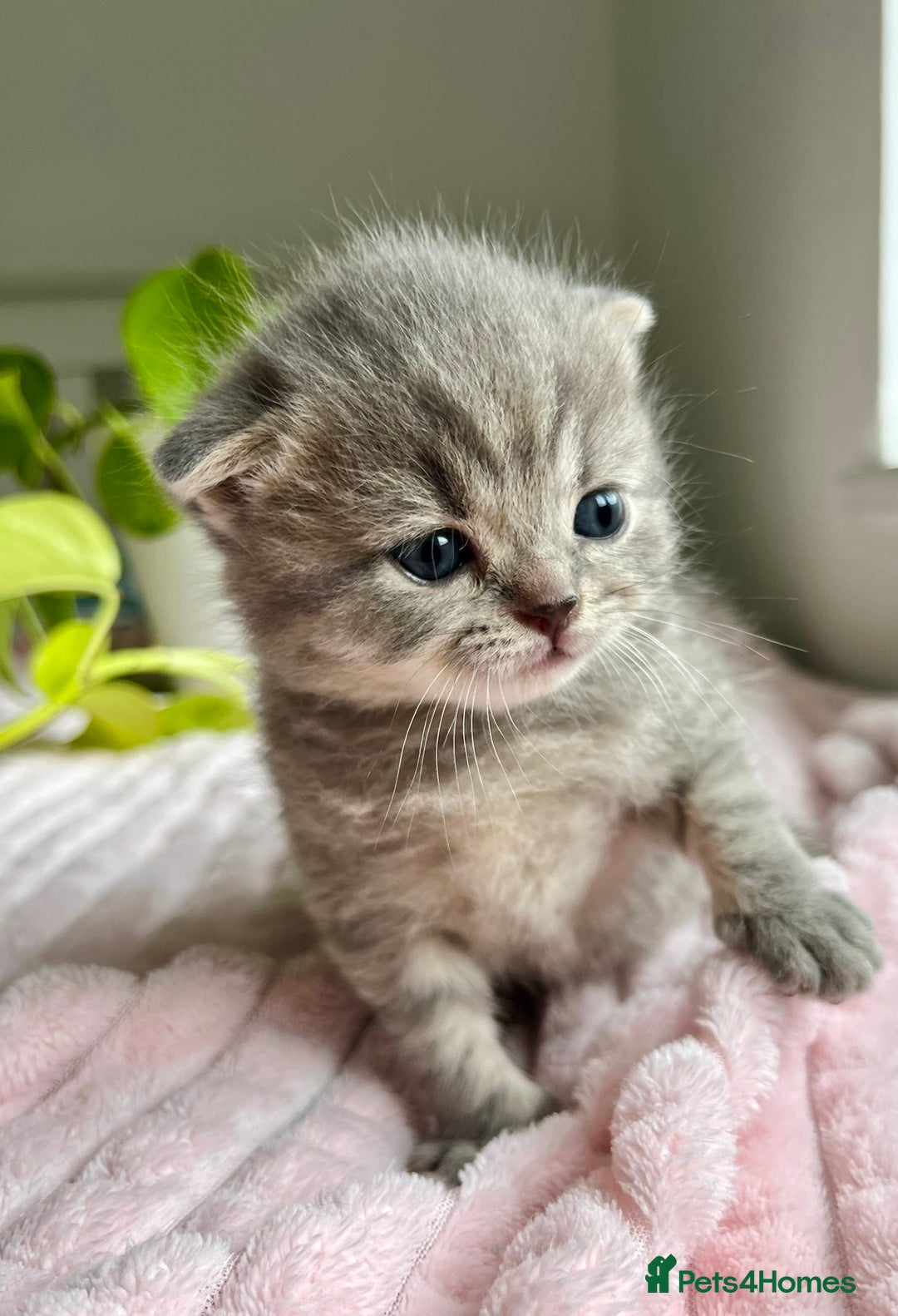Scottish Fold cats for sale: Wonderful Scottish fold girl 💗🐾 - Image 9