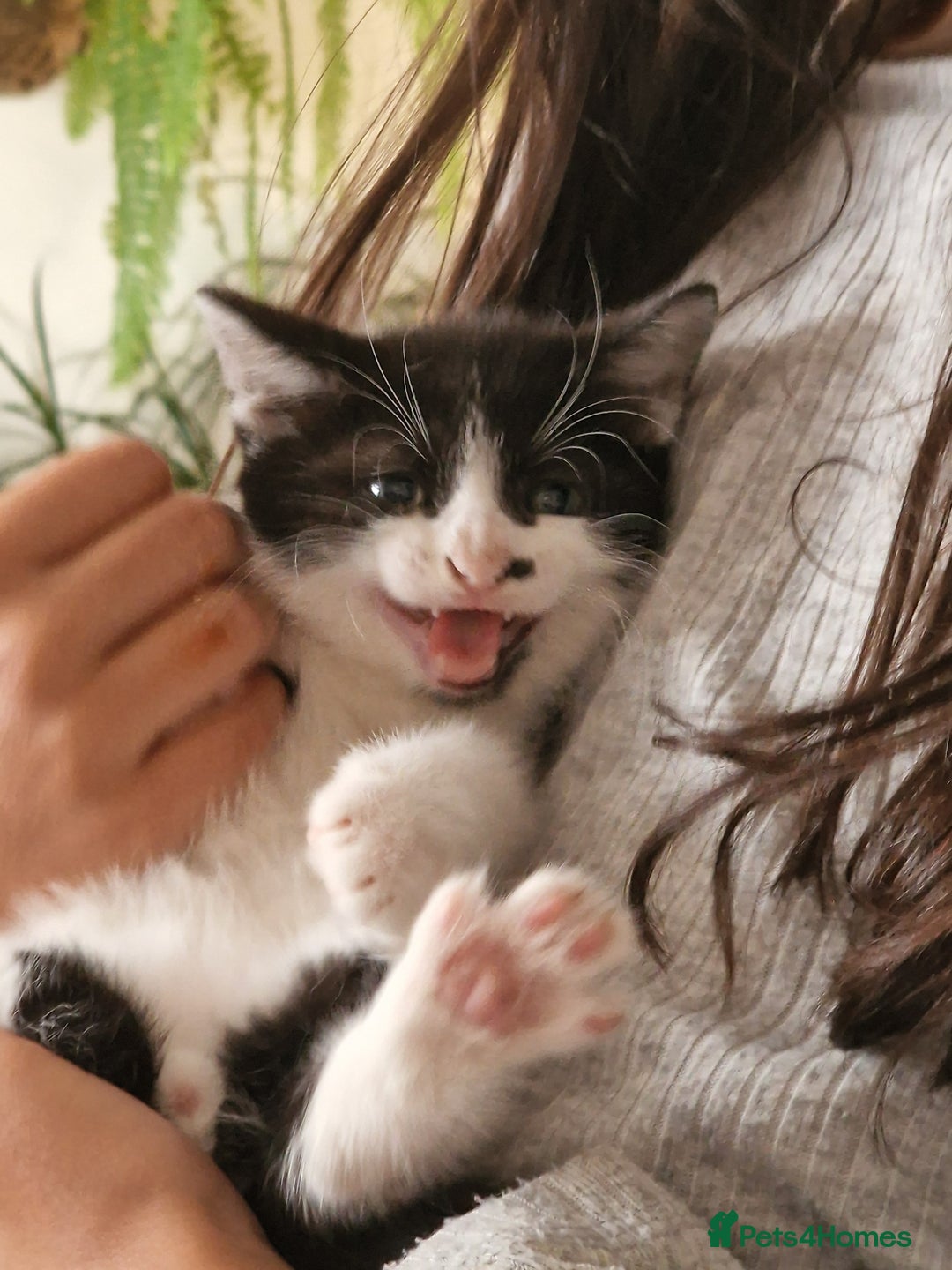 Mixed Breed cats for sale: Kittens - Image 20