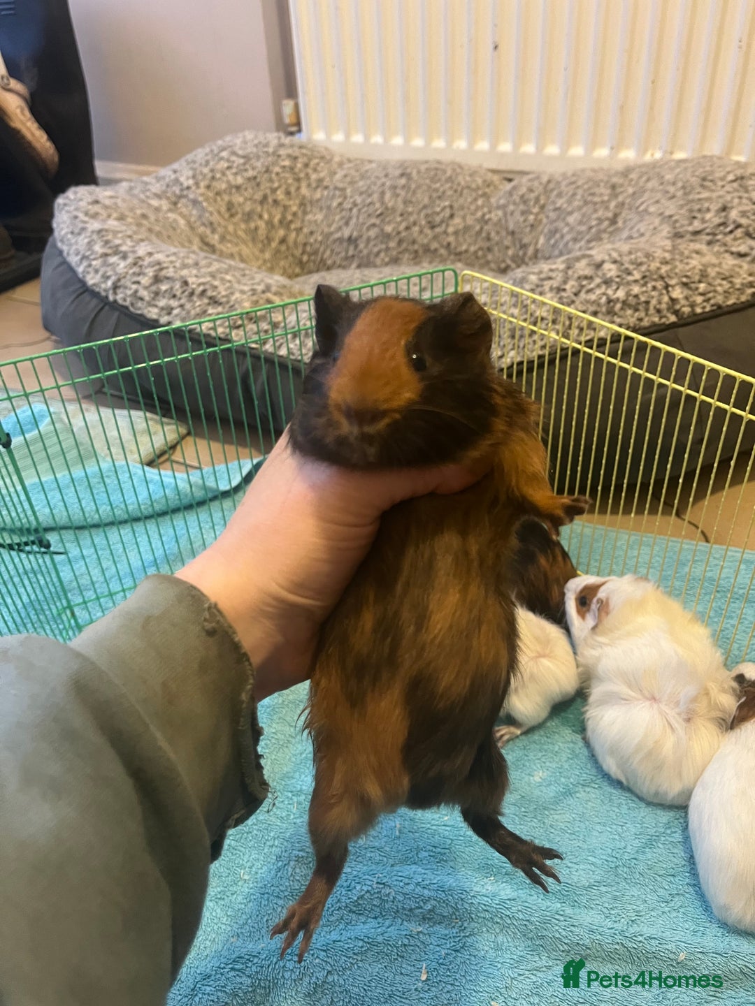 Guinea Pig rodents for sale: Baby Guinea pigs  - Advert 6
