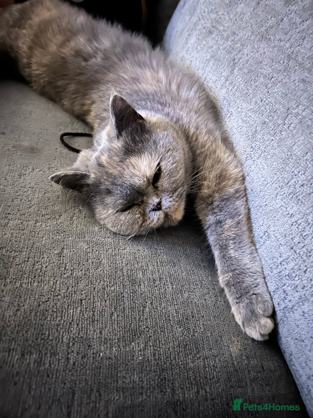 British Shorthair cats for sale: Black British Shorthair-Persian-cross - Image 6