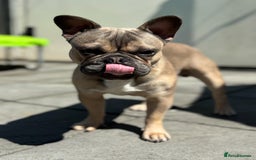 French Bulldog dogs for stud: French bulldog for stud  - Image 2