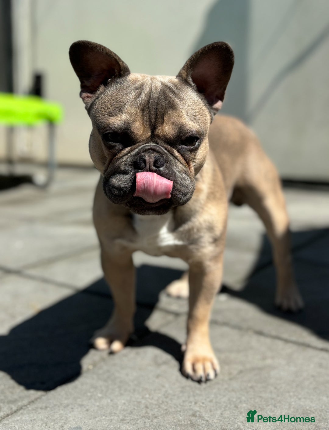 French Bulldog dogs for stud: French bulldog for stud  - Image 2