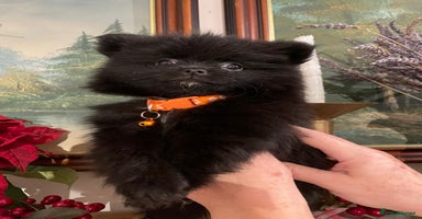 Pomeranian dogs Pomeranian puppies  - Advert 4