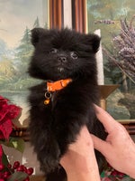 Pomeranian dogs Pomeranian puppies - Advert 1