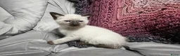 Mixed Breed cats for sale: Wonderful blue-eyed little ones. - Advert 7