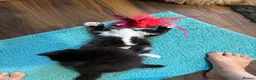 Mixed Breed cats for sale: Half ragdoll kittens! - Advert 22