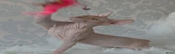 Sphynx cats for sale: 2 Stunning Sphynx Boys – Ready Now 💙 - Advert 32