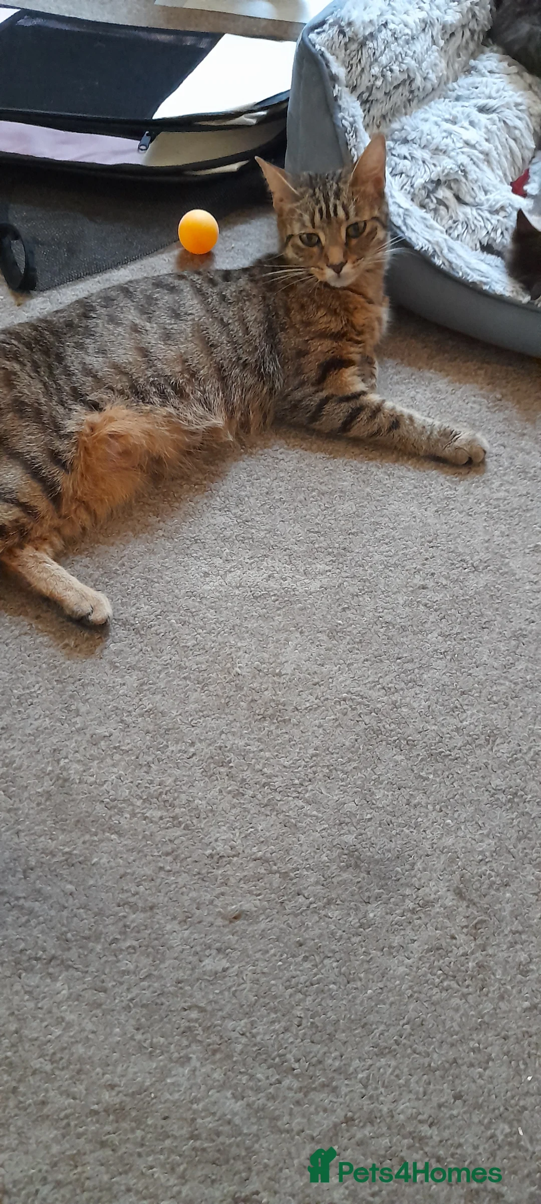 Mixed Breed cats for sale: Cute kitten - Advert 11