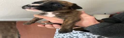 Mixed Breed dogs for sale: Home Reared Boxer cross Puppies – 4 Boys Available - Advert 16