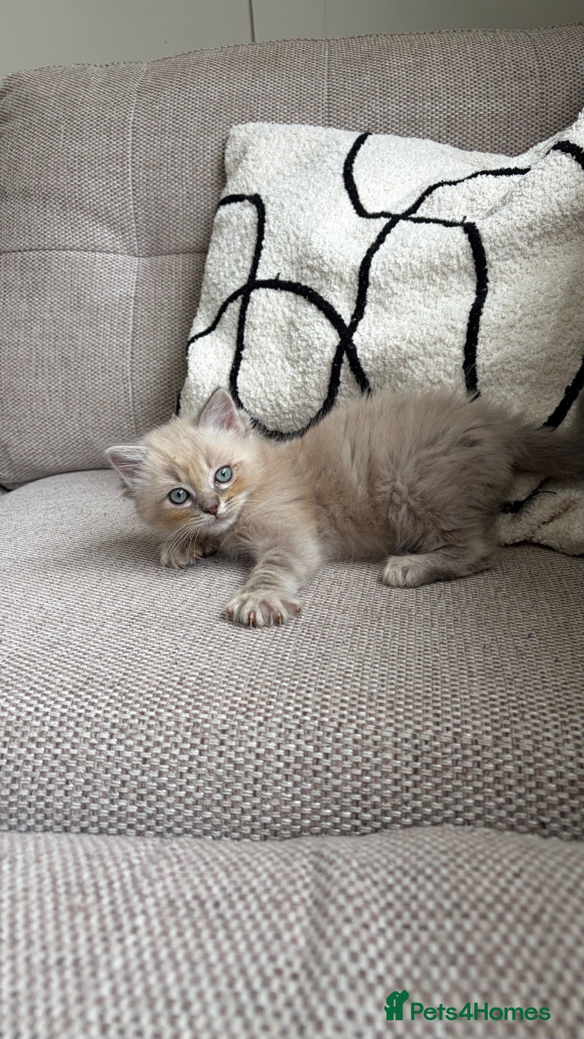 Ragdoll cats Last male ragdoll kitten ready now - Advert 18