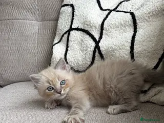 Ragdoll cats Last male ragdoll kitten ready now - Advert 2