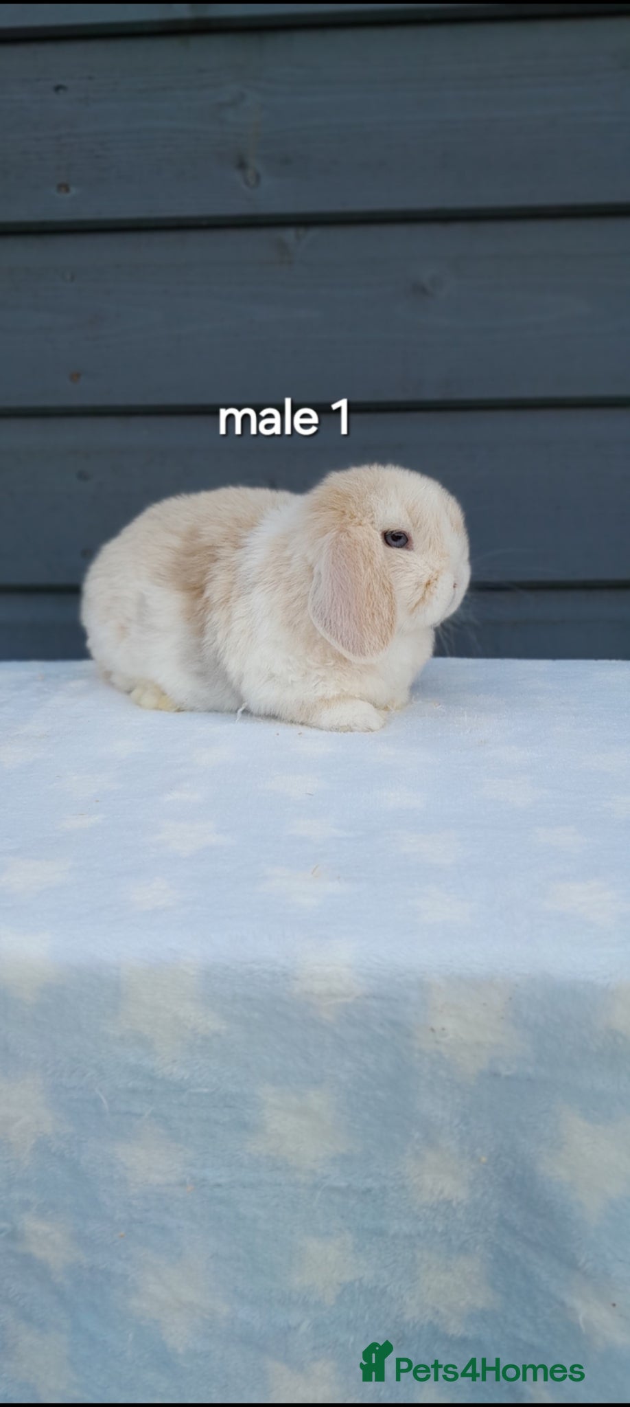 Mini Lop rabbits Gorgeous mini lop rabbits ready now  - Advert 1