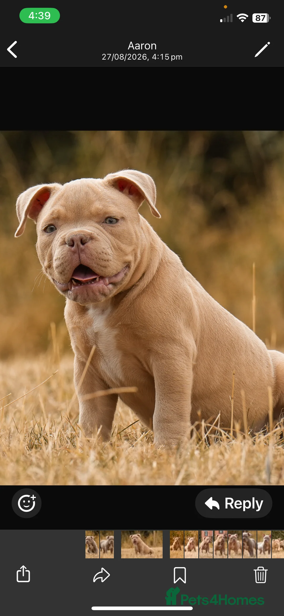 American Bully dogs for sale: Micro  Exotic  bullies - Advert 23