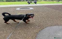 Rottweiler dogs for sale: 2yr old male Rottweiler  - Image 4