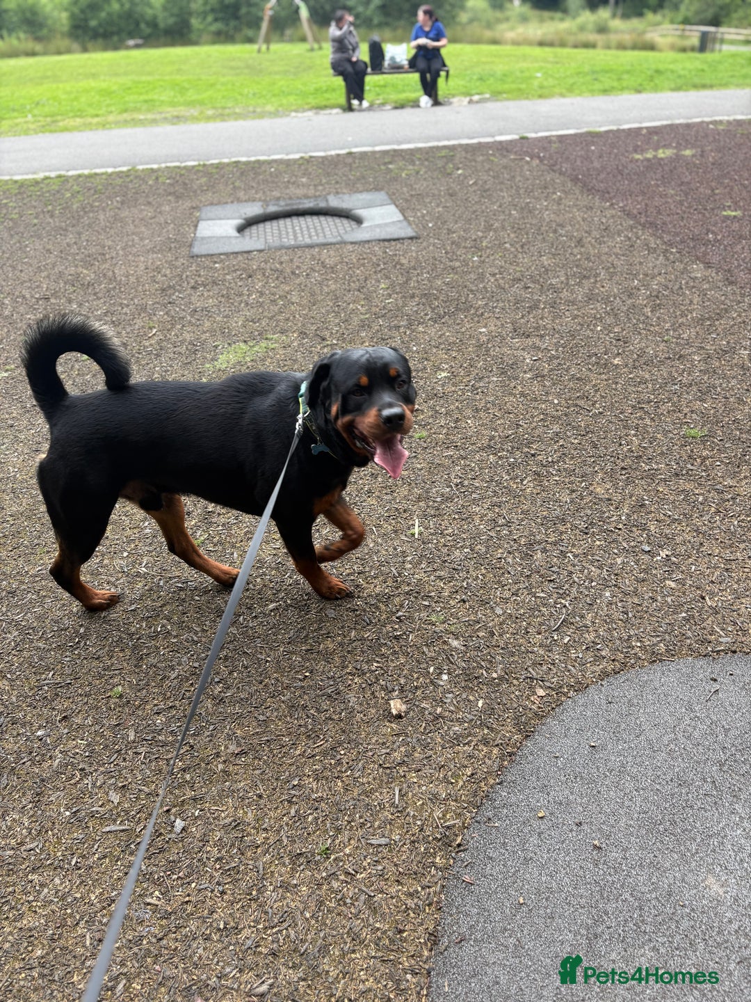 Rottweiler dogs for sale: 2yr old male Rottweiler  - Image 4