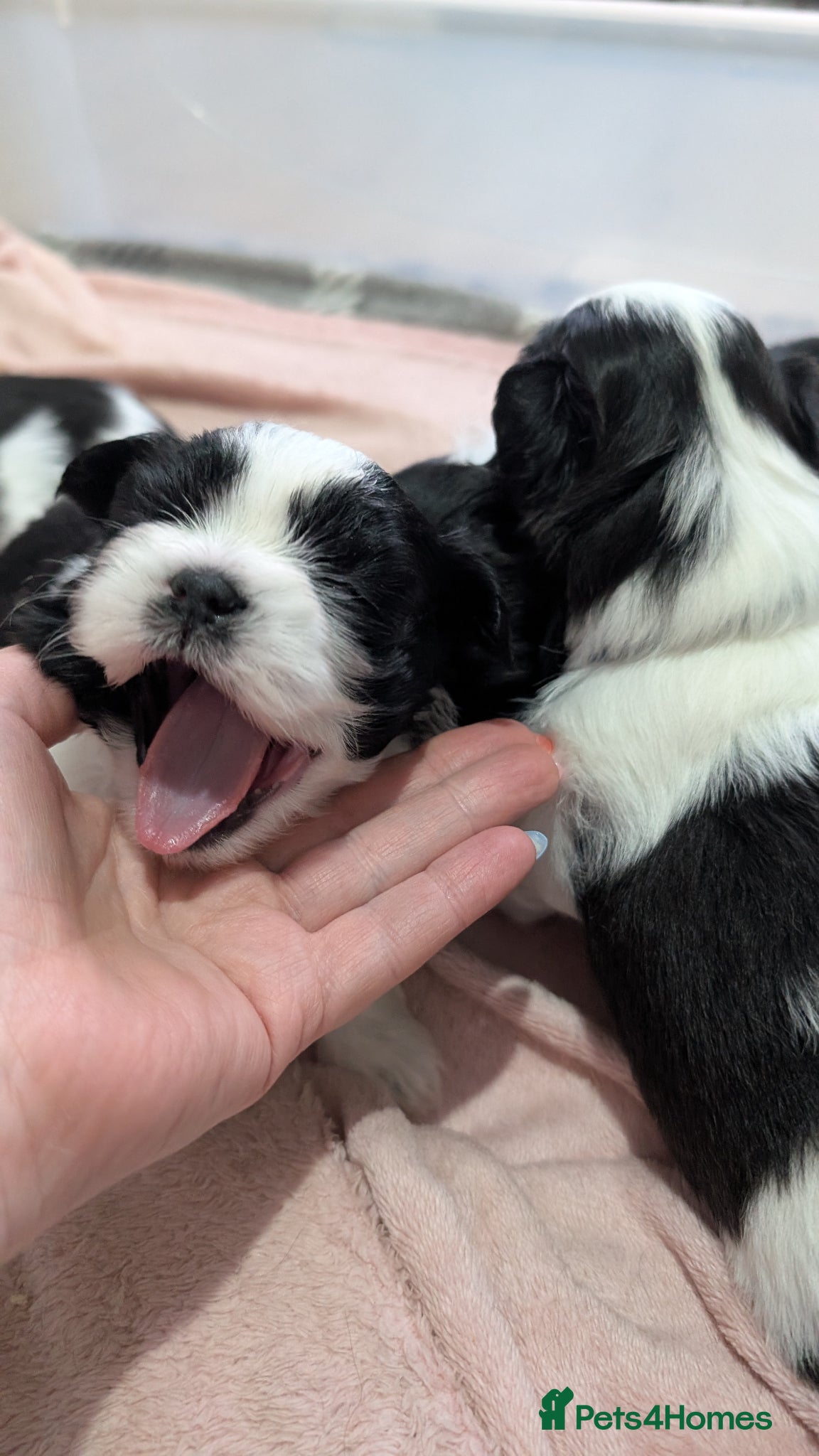 Shih Tzu dogs Only one girl KC reg Shih Tzu puppy available  - Advert 2