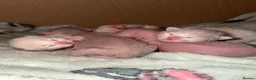 Mixed Breed cats for sale: Stunning Sphynx x ragdoll  - Advert 5