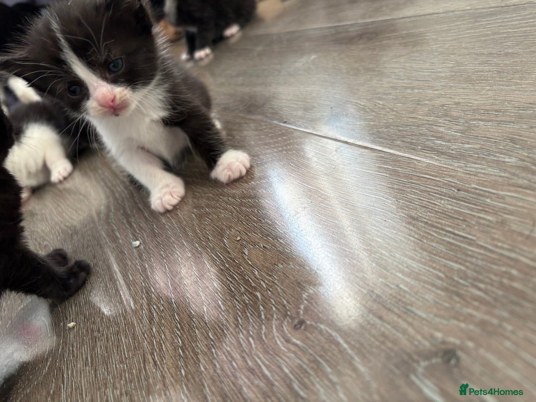 Turkish Van cats for sale: Black and white kittens last boy left  - Image 25