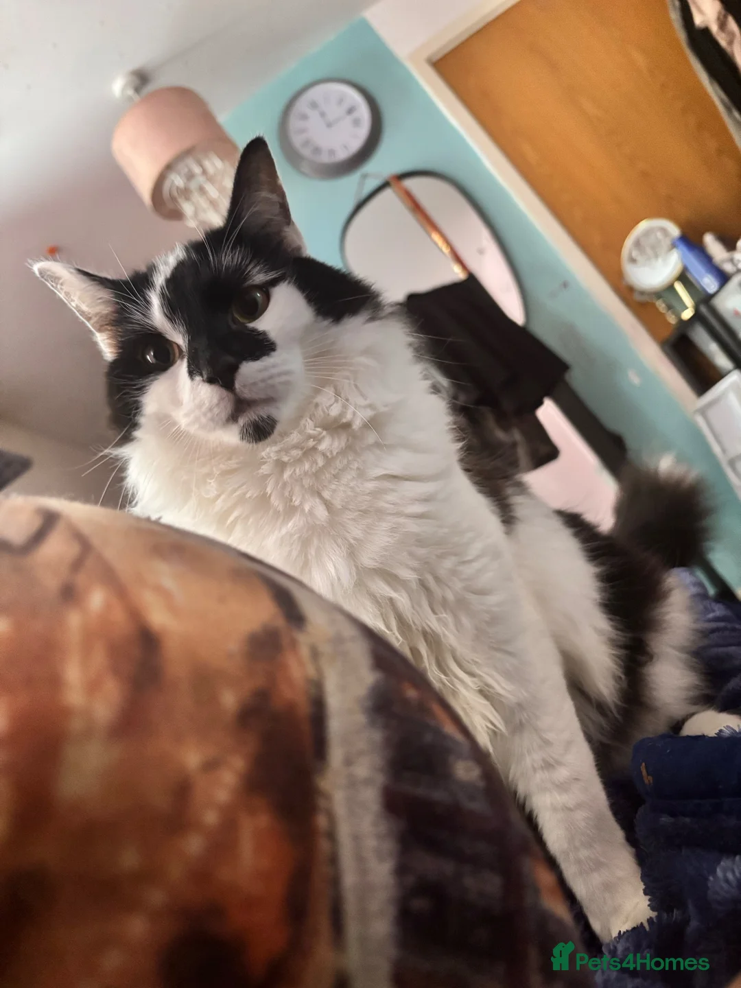 Mixed Breed cats for sale: Very friendly longhair cat for sale - Advert 5
