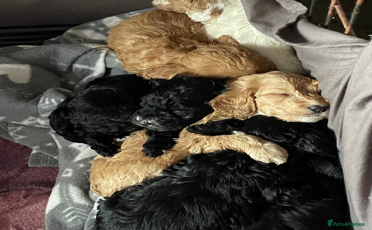 Cockapoo dogs for sale - Advert 1