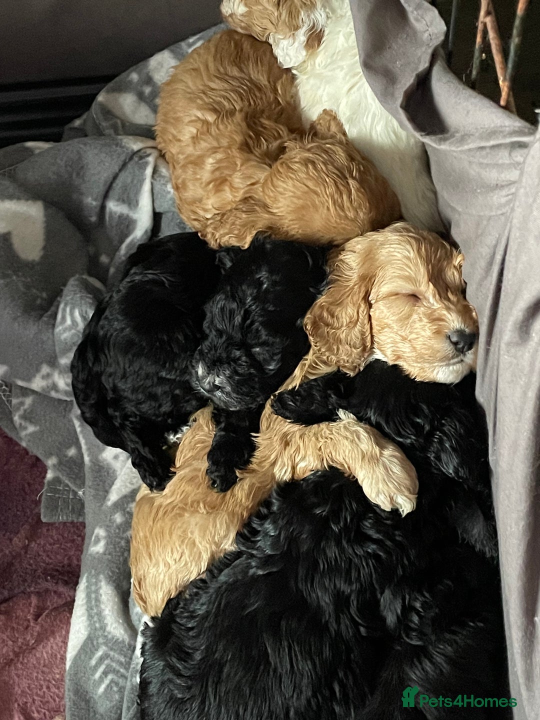 Cockapoo dogs for sale: Cockerpoos - Image 1