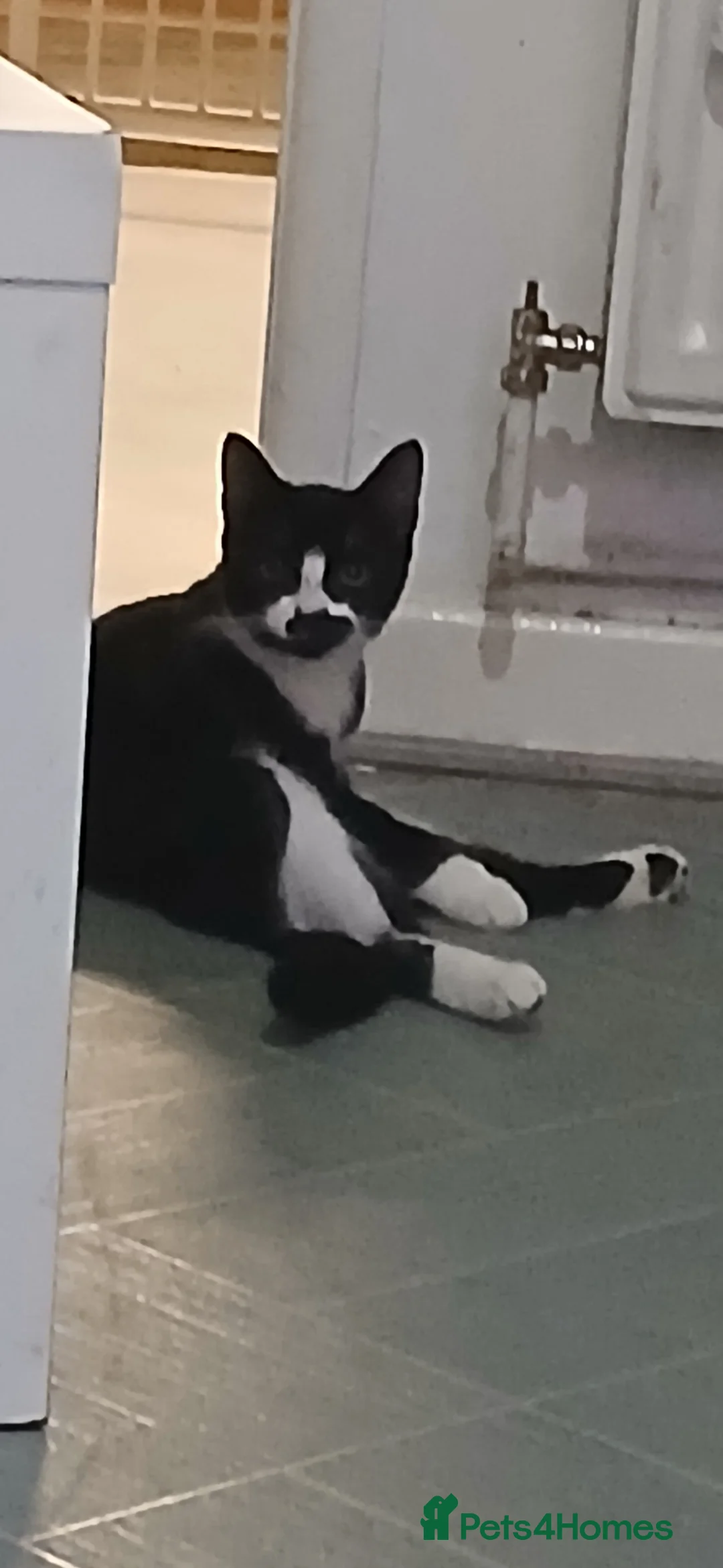 Mixed Breed cats for sale: 2 stunning boys in Liverpool - Advert 1
