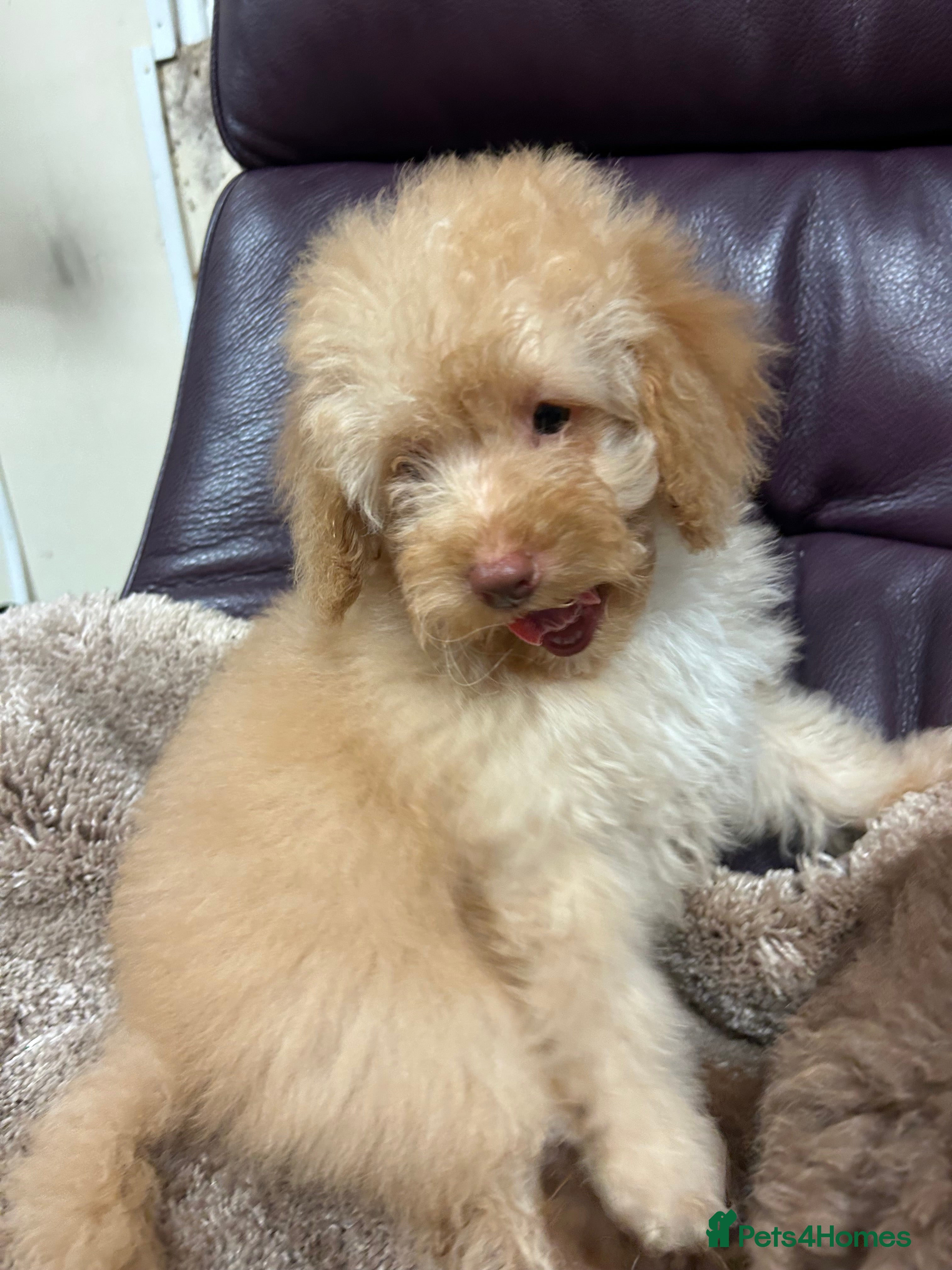 Miniature Poodle dogs Miniature poodle  - Advert 15