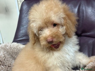 Miniature Poodle dogs Miniature poodle last little boy - Advert 7