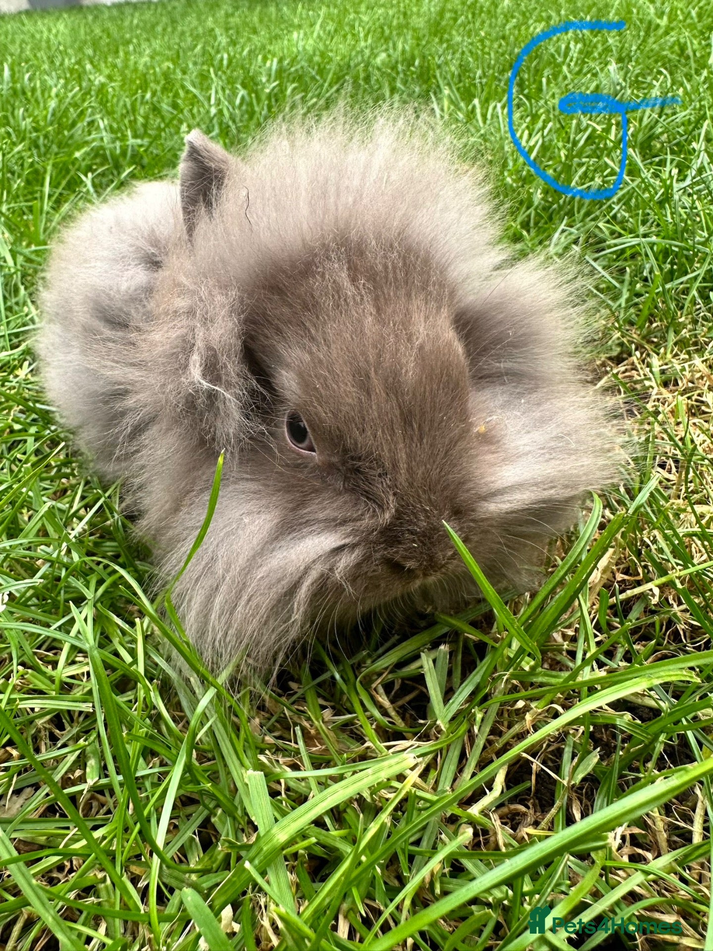 Lionhead rabbits Lionhead rabbits for sale  - Advert 1