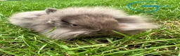 Lionhead rabbits for sale: Lionhead rabbits for sale  - Advert 3