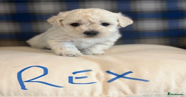 Poochon dogs - Advert 16