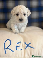 Poochon dogs - Advert 7