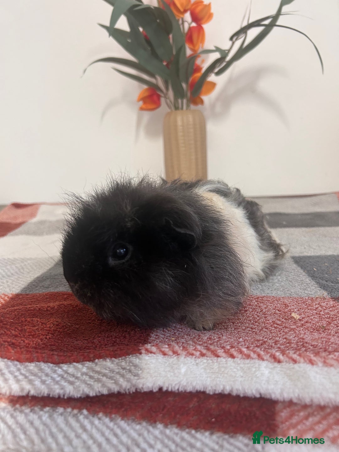 Guinea Pig rodents for sale: Female guinea pigs  - Image 4