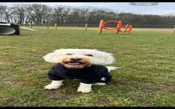 Cockapoo dogs for stud: Reggie F2B Cockapoo For Stud - Image 4