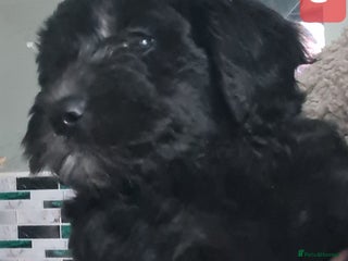 Labradoodle dogs ✨⭐ Mini Labradoodles – F1b Parents Last Girl ⭐✨ - Advert 3