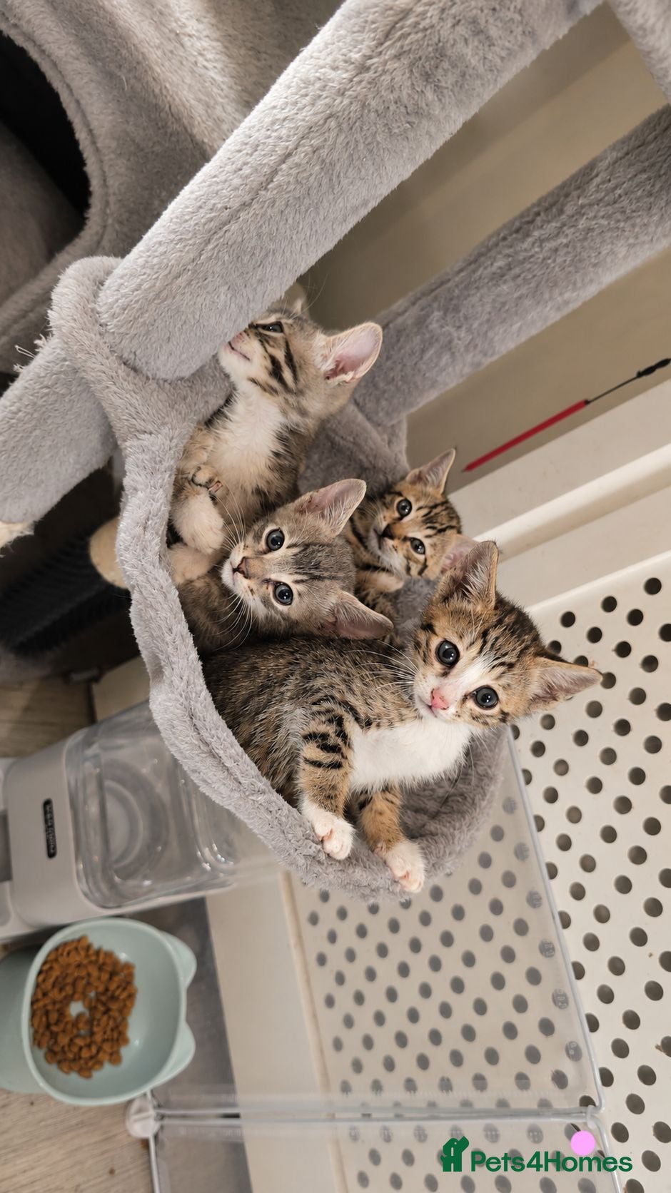 Bengal cats Savannah x bengal ONE MALE LEFT - Advert 1