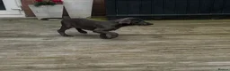 Weimaraner dogs for sale: Only 1 blue girl available  - Advert 4