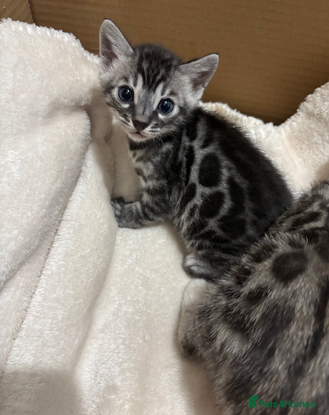 Bengal cats for sale: 🌟Pedigree bengal kittens🌟 - Advert 6