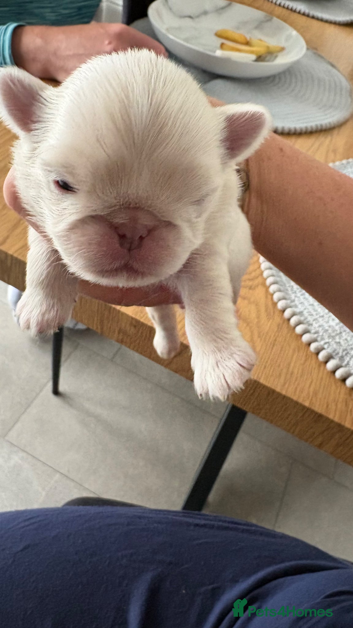 Pug dogs for sale: Last little pug puppy  - Advert 4