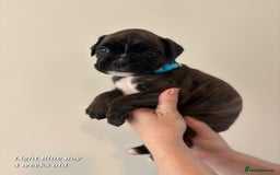 Boxer dogs for sale: 9 Beautiful Boxer Pups - Available from 22/12/2025 - Advert 22
