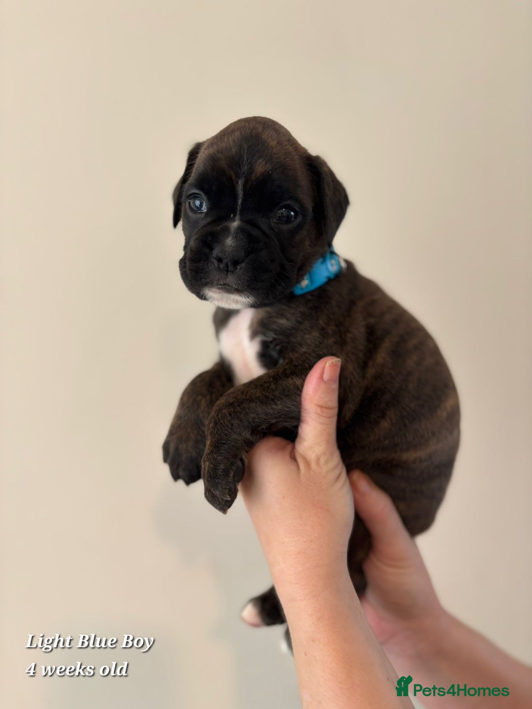 Boxer dogs for sale: 9 Beautiful Boxer Pups - Available from 22/12/2025 - Advert 22