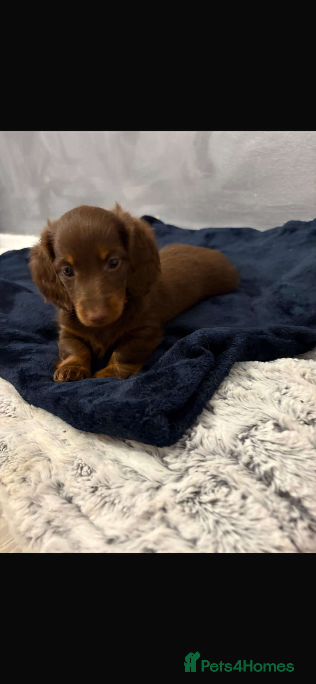 Miniature Dachshund dogs for sale: PRICE REDUCED Cute long hair chocolate dachshunds  - Advert 26
