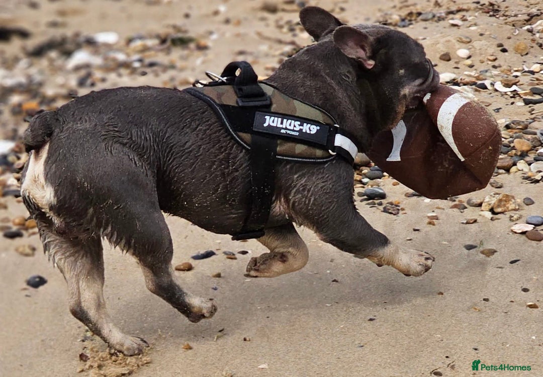 French Bulldog dogs for stud: Blue And Tan Frenchie (Stud) - Advert 4