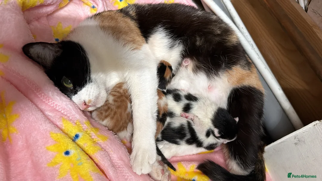 Mixed Breed cats for sale: Kittens for sale  in Doncaster - Advert 3