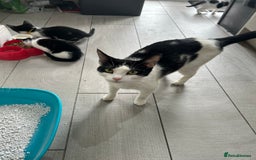 British Shorthair cats for sale: 7 gorgeous kittens for sale ** - Image 12