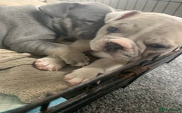 French Bulldog dogs for sale: French bulldog puppies with lilac and merle  - Image 27